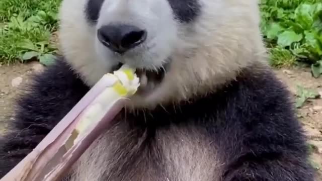 Gimme good cut panda🐼🐼🐼