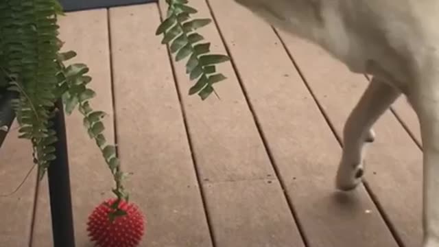 Labrador Intrigued by Butterfly Follows It Around