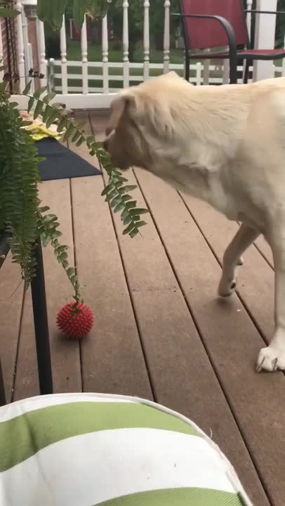 Labrador Intrigued by Butterfly Follows It Around
