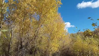 Autumn trees in the wind