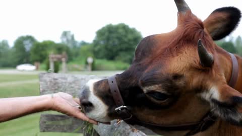 Person holding grass for cow dolly shot