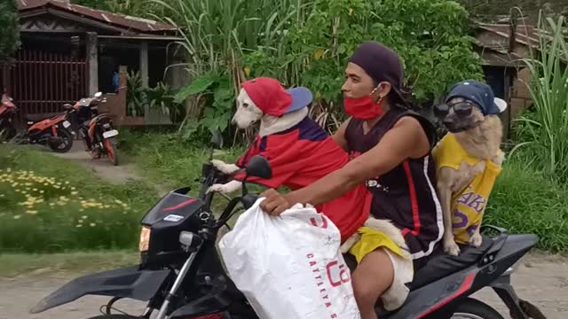 Man's Moped Full of Rad Pets