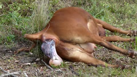 Droughtmaster Heifer giving birth in 2019