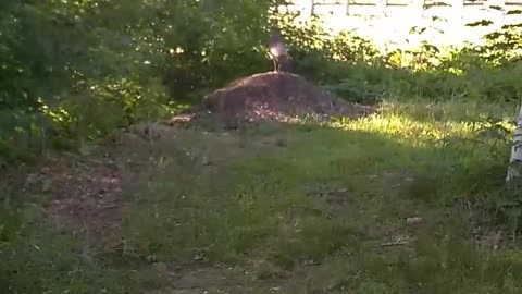 Turkey Takeoff