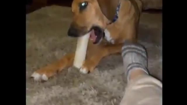 Funny animals compilation #1