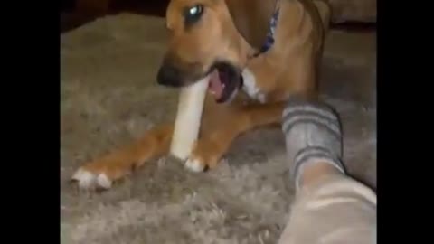 Funny animals compilation #1