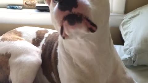 White dog tries to bite pink toy
