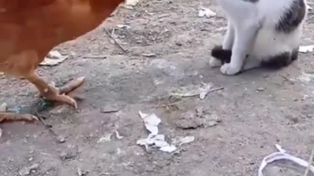 funny cat