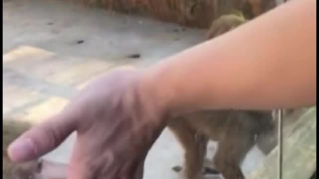 This monkey has a very pointy nose. Have you noticed that?