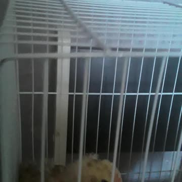 Pintinho galo e galinha