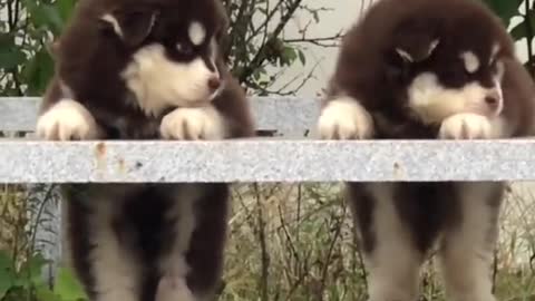 Funniest and Cutest Puppies
