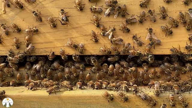 Bee Hive During Dearth