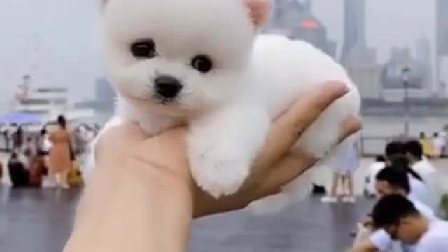 cute little dogie