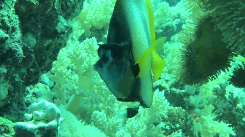 Beautiful Closeup View of Bannerfish - No Sound