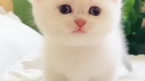 cute cat 3