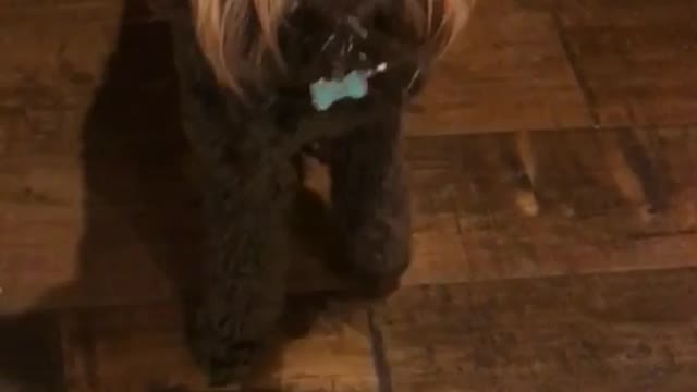 Brown dog licking whipped cream from can boomerang