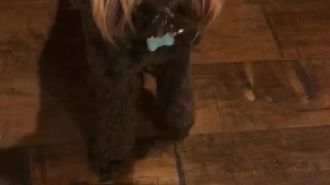 Brown dog licking whipped cream from can boomerang