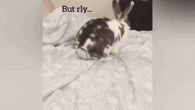 Winnie the Bunny makes the bed