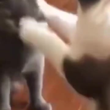 GYM CAT DOG GYM CAT DOG