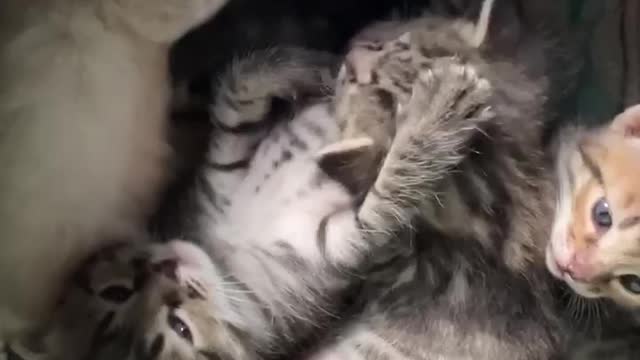 Russian Cats In The Making