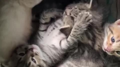 Russian Cats In The Making