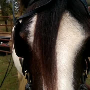 Gypsy Horse Gracie - First Time Ground Driving