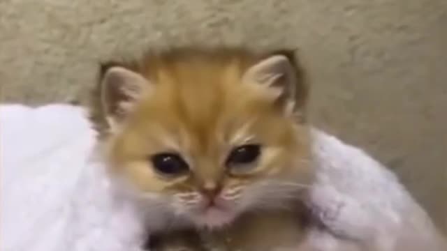 Cutest and Funny Cats in the World 😘 - (Funny Pets #2)