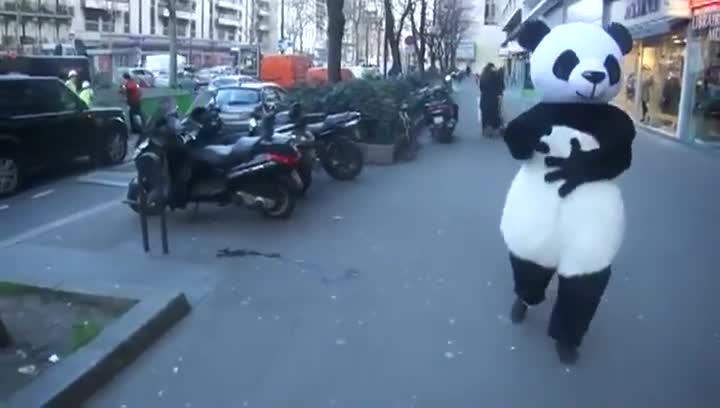 The Magic Panda that can make you fall LOL