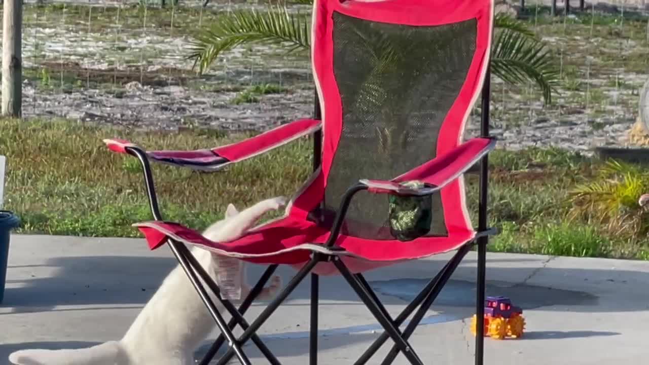 Cat chases it’s tail