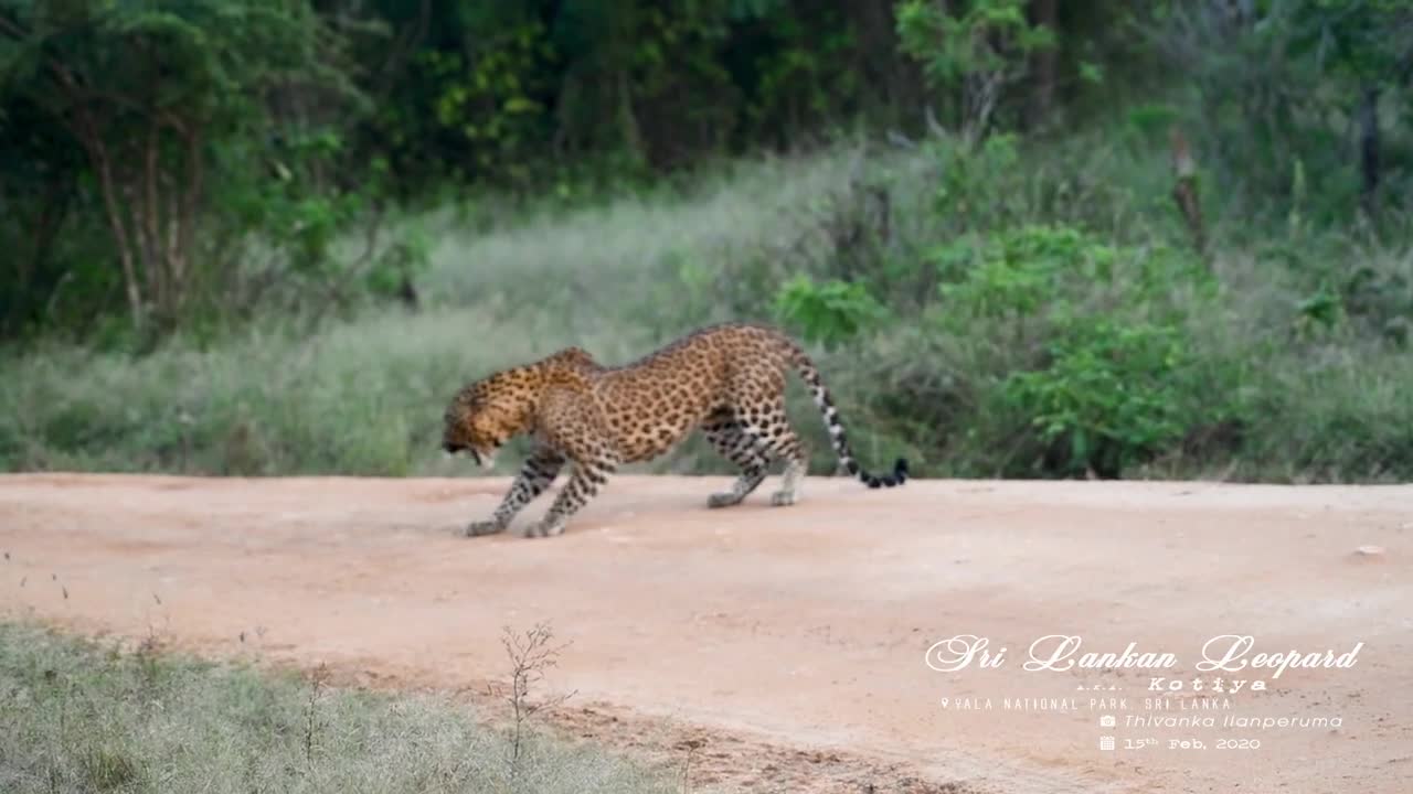 Two Leopards fighting each other