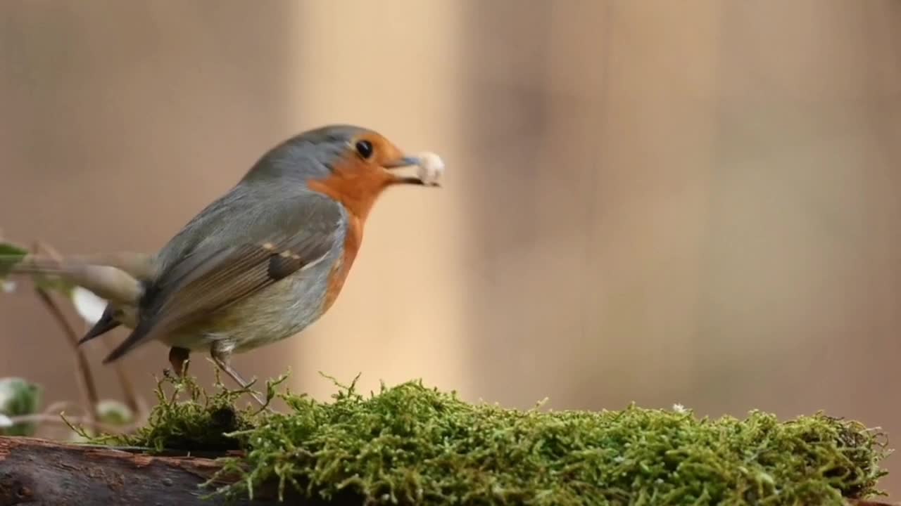 What a beautiful bird 🐦 👌 ♥