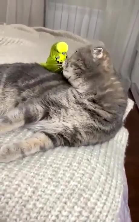 Cat and bird