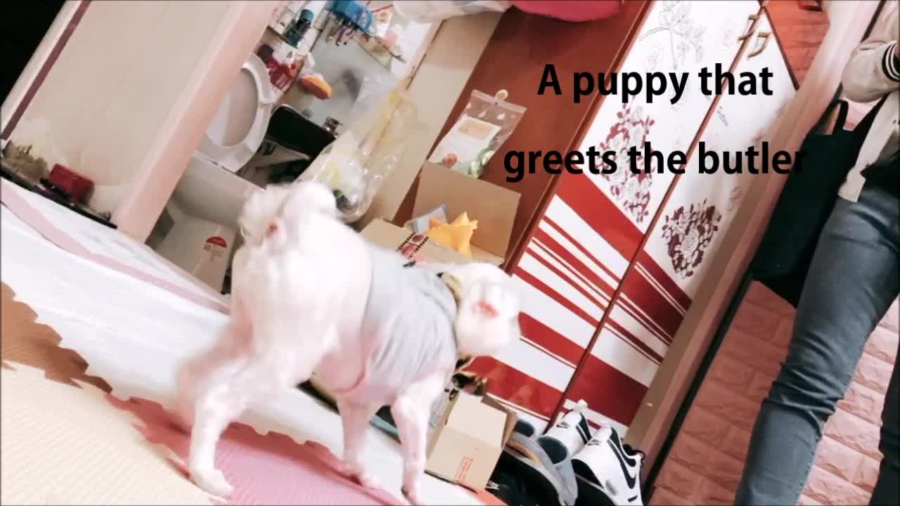 A puppy that greets the butler