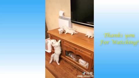 Funniest and cutest cat ever