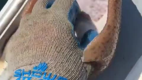 Let's learn How to tickle a Fish