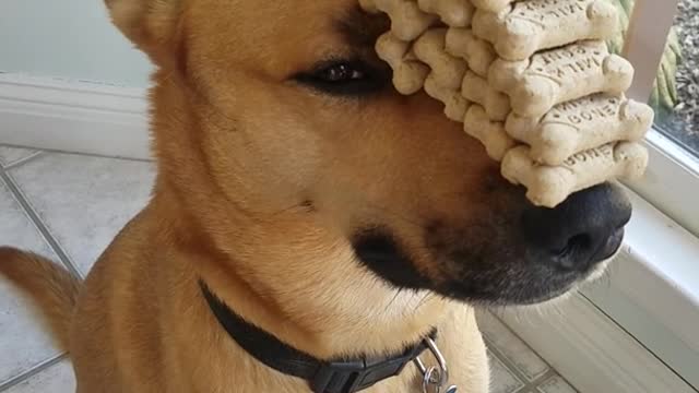 Tan dog with blue eyes sits still with dog treats on his nose