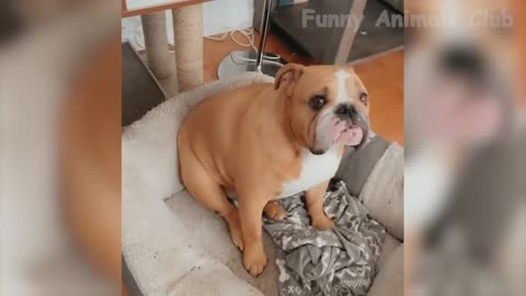 Funny video cats and dogs