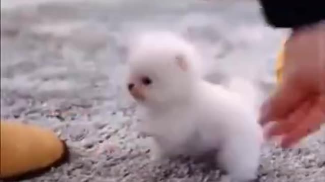 😍 Cute Baby Dogs – Lindos perritos bebes 😍