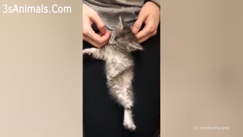 A cute cat video.