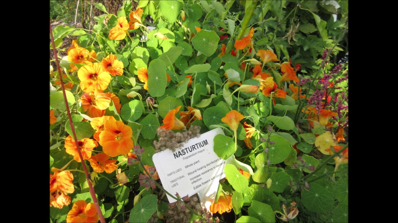 Representation Of Optimism Nasturtium Sept 2022