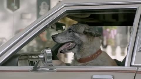 Golden Retriever Obsessed With Dog-Themed Commercial