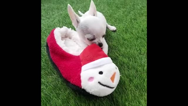 Cute and Funny Cat Dog