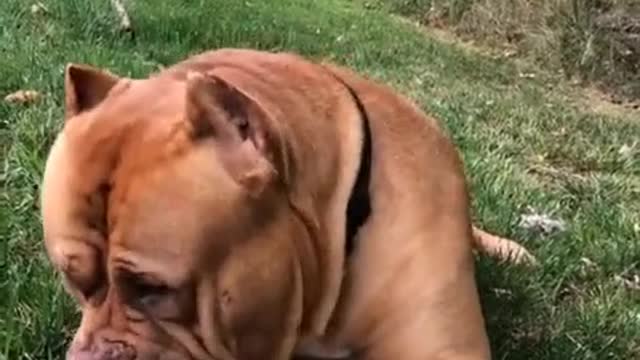 Massive Pit Bull uses tree branch as a toothpick