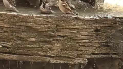 Birds taking a bath