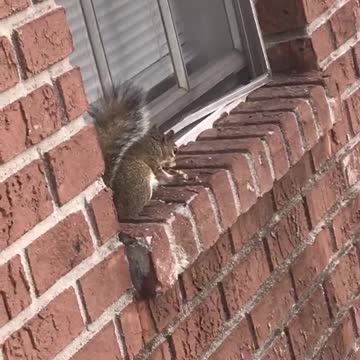 Squirrel Goes to Town on a Chicken Wing