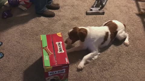 Winston's new box of milk bones