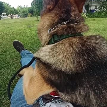 Service dog pressure therapy!