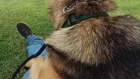Service dog pressure therapy!