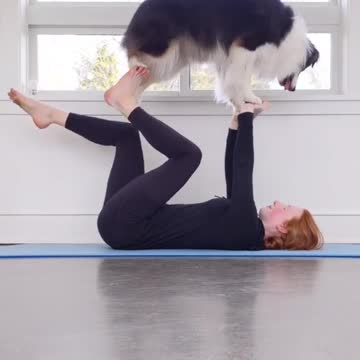 YOGA WITH THE AUSTRALIAN SHEPERD
