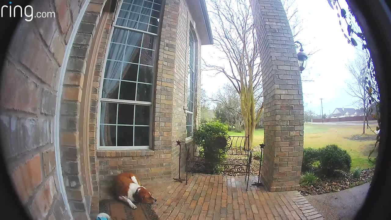 Family Dogs Learn to Use Ring Video Doorbell to Get Owner’s Attention | RingTV